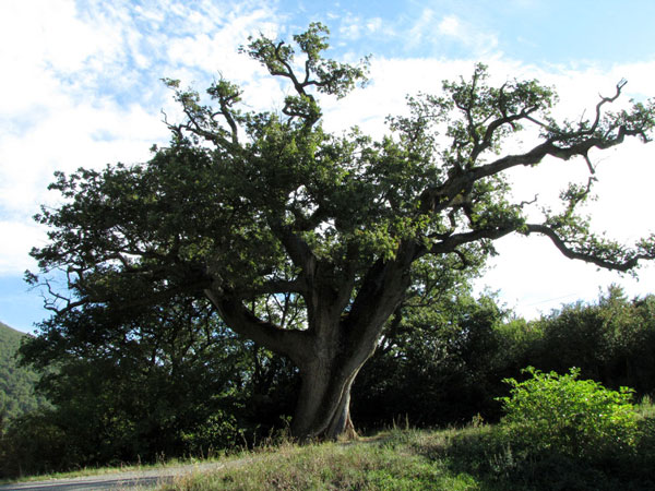 05Le-grand-chêne.jpg