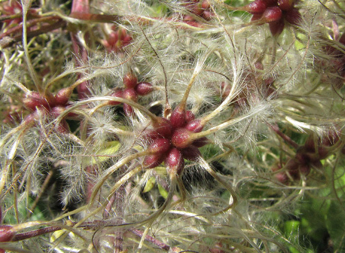 07Clematis-vitalba.jpg