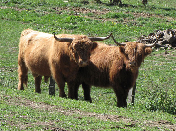 Race bovine écossaise