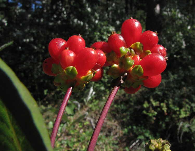 13Lonicera etrusca.JPG