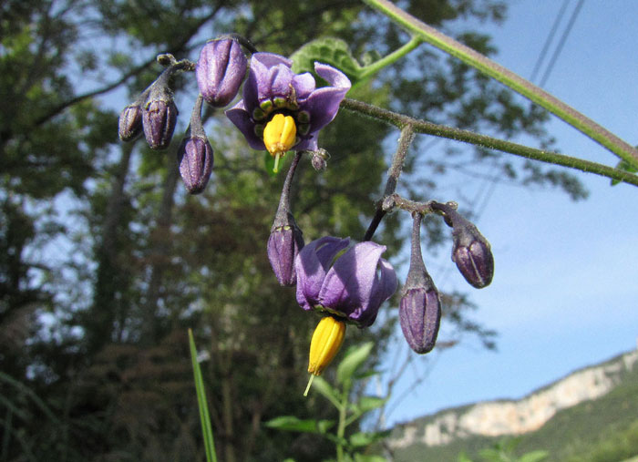 14Solanum-dulcamara-1a.jpg