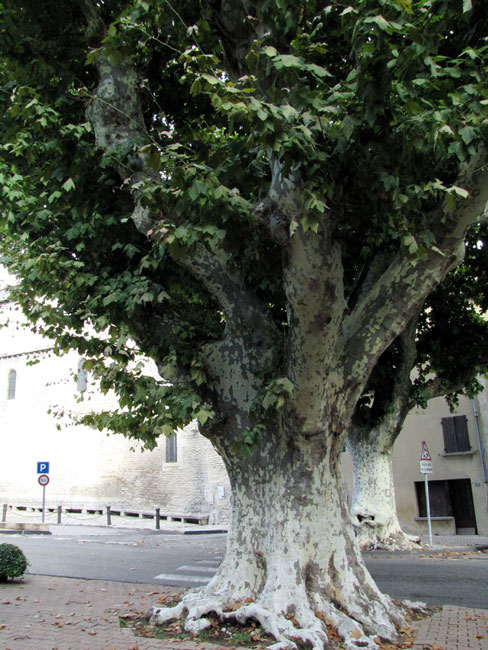 Platane-Malaucène1a.jpg