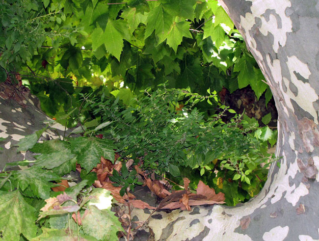 Platane-Malaucène1b.jpg