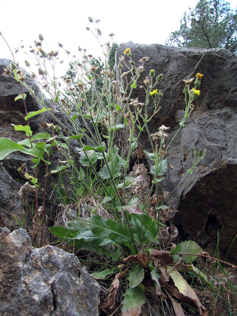Hieracium-amplexicaule-1a.jpg