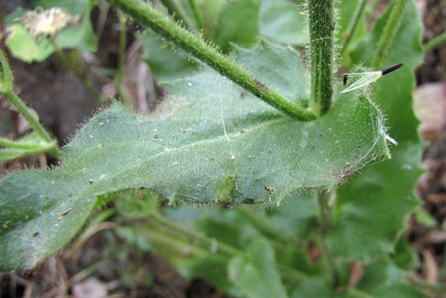 Hieracium-amplexicaule-1b.jpg