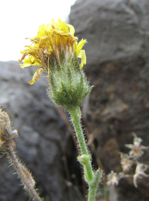 Hieracium-amplexicaule-1c.jpg
