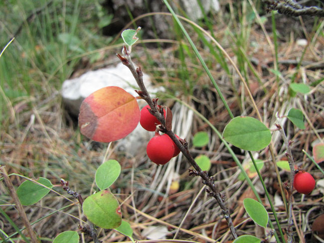 Cotoneaster-juranus-1a.jpg