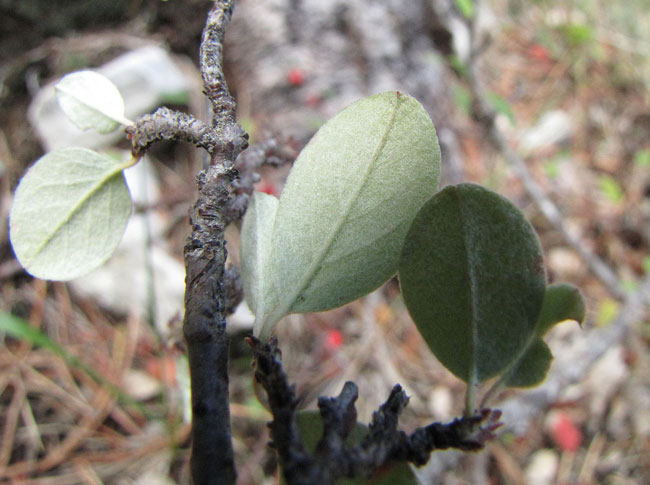 Cotoneaster-juranus-1d.jpg
