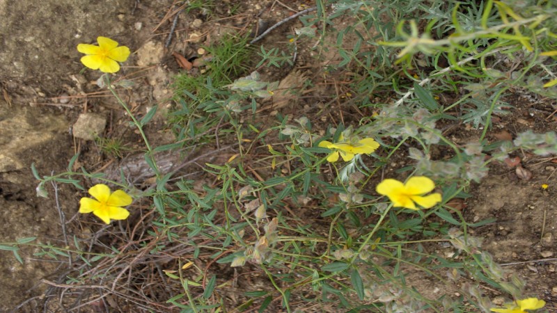 Helianthemum nummularium(1) [].JPG