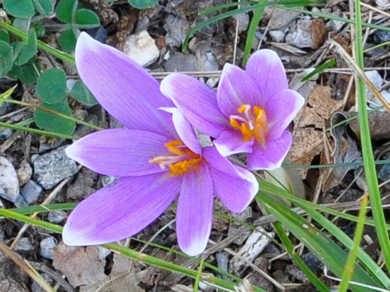 colchique-2.jpg