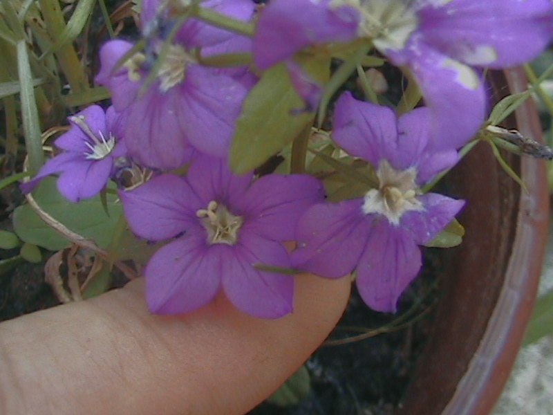 fleur mauve ?