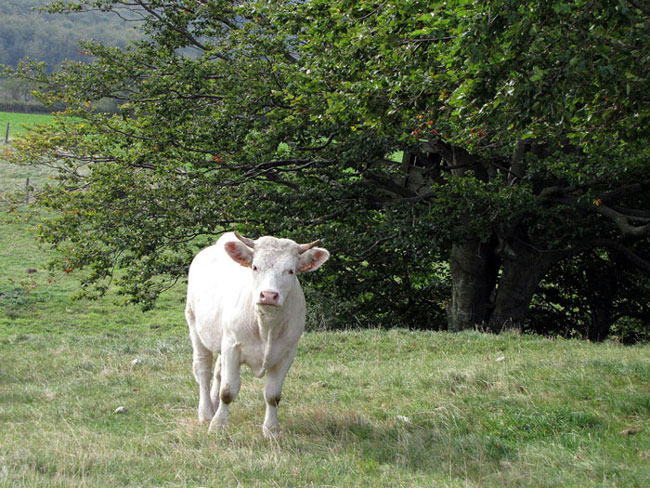 2010_09_f10-La-Vacherie.jpg