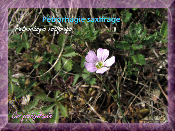 Petrorhagia-saxifraga-1a-.jpg