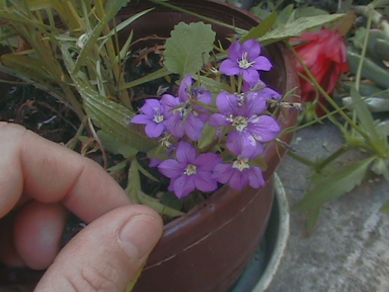 fleur mauve 3 ?