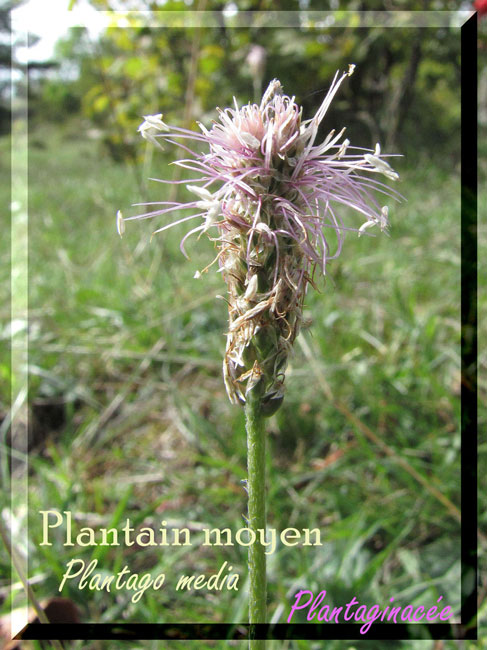 Plantago-media-1a-copie.jpg
