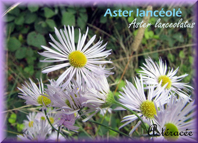 Aster-lanceolatus-copie.jpg