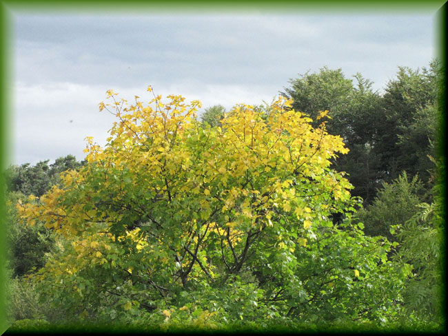 2010_09_f46-La-Vacherie.jpg