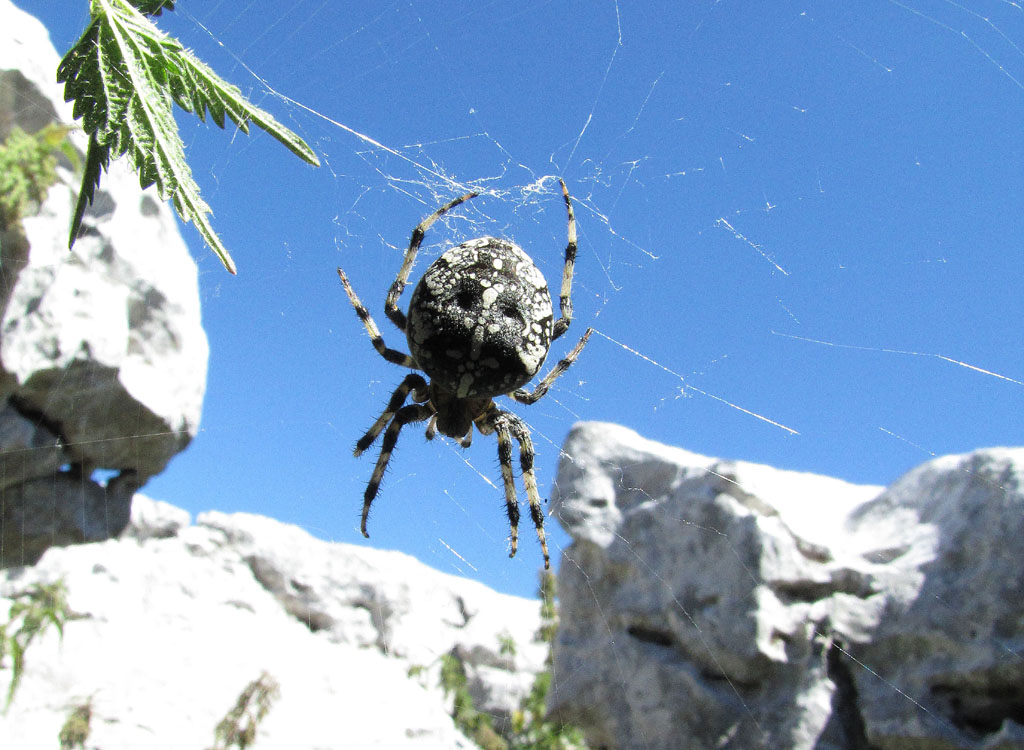 Epeire carrée ou épeire à quatre points (Araneus quadratus)
