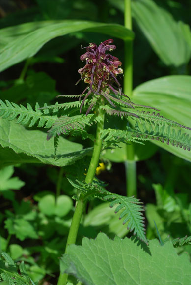 A la limite supérieure du montagnard<br /> Pedicularis   recutita   L.