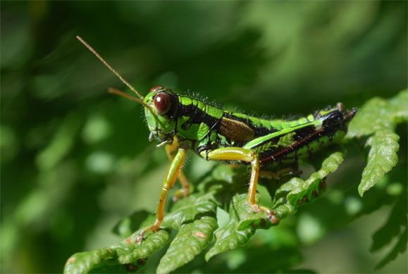 Sur Oreopteris limbosperma...<br />Miramella alpina (Kollar 1833), mâle