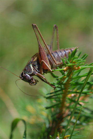 Sur un jeune épicéa... <br />Metrioptera saussuriana (Frey-Gessner, 1872), mâle