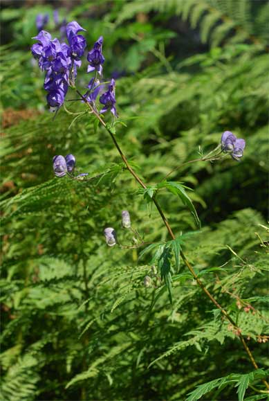 Aconitum   variegatum   subsp.   paniculatum   (Arcang.) Negodi