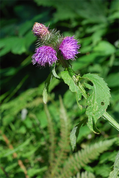 Carduus   personata   (L.) Jacq.