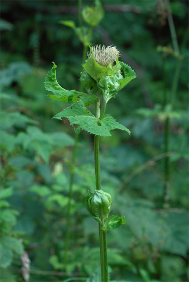 Cirsium   oleraceum   (L.) Scop.