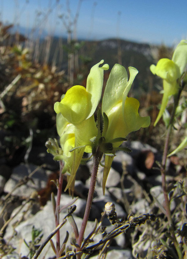 Linaria supina, Linaire couchée