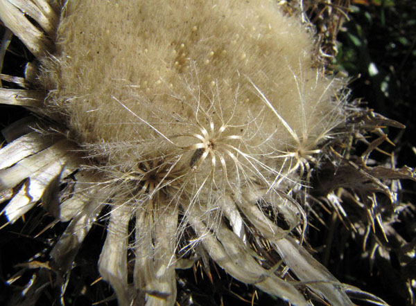 08Carlina acaulis.JPG