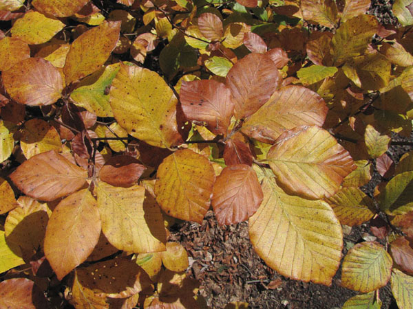 Fagus sylvatica, Hêtre