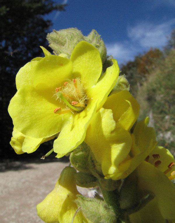 Verbascum thapsus, Molène bouillon blanc