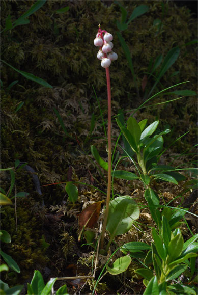 Pyrola minor L.<br />L'inflorescence de media est moins fournie &amp; plus lâche, le style dépasse la corole.
