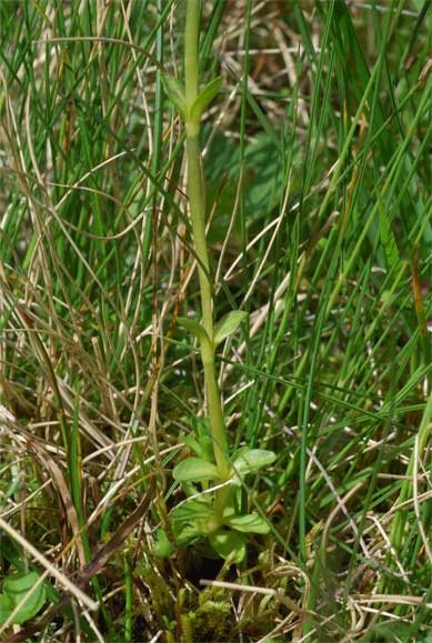 Gentiana bavarica L.