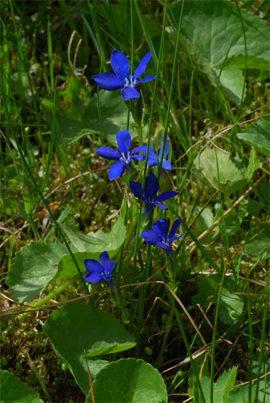 Gentiana bavarica L.