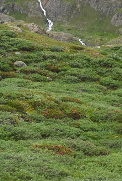 Lande à Rhododendron &amp; saules buissonnants