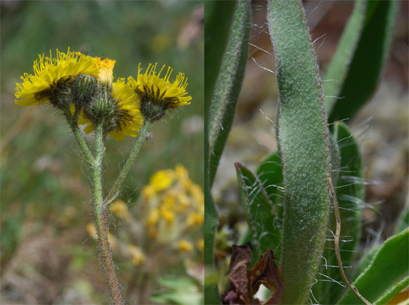 Hieracium glaciale Reyn. ex Lachen.