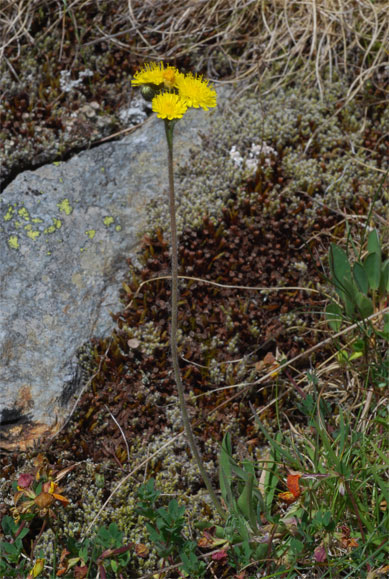 Hieracium glaciale Reyn. ex Lachen. <br />Pelouse rocailleuse bien exposée