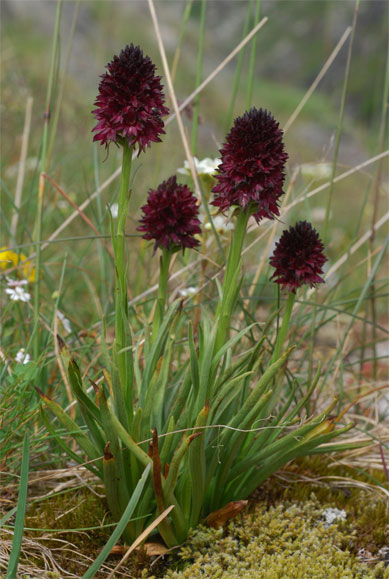 Gymnadenia nigra subsp. rhellicani (Teppner &amp; E.Klein) Jauzein &amp; J.M.Tison