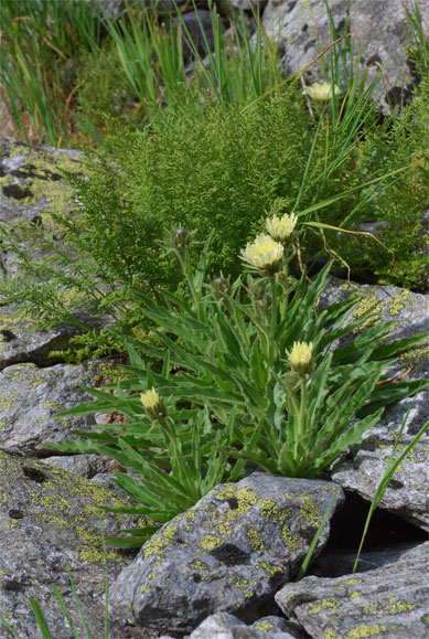 Hieracium intybaceum All.  &amp; Cryptogramma crispa (L.) R.Br. <br />Eboulis siliceux