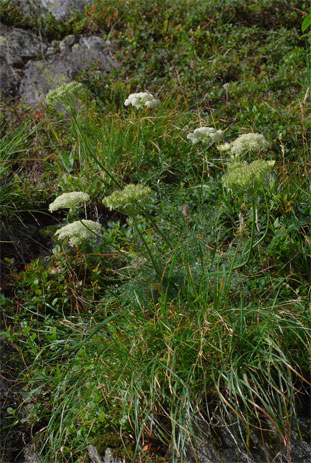 Laserpitium halleri Crantz