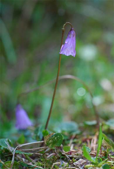 Soldanella pusilla Baumg. <br />En fleur en août dans les zones les plus fraiches où des névés perdurent