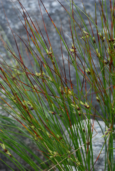 Juncus   trifidus   L.