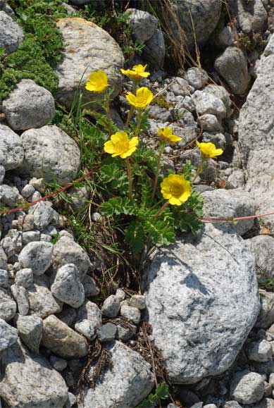Geum   reptans   L.