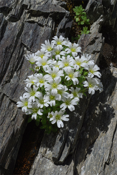 Cerastium   uniflorum   Clairv.