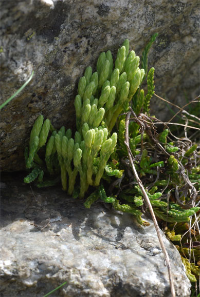 Diphasiastrum   alpinum   (L.) Holub