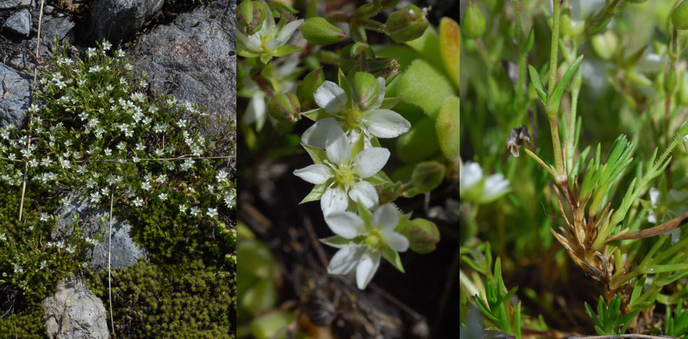 Minuartia   recurva   (All.) Schinz &amp; Thell.