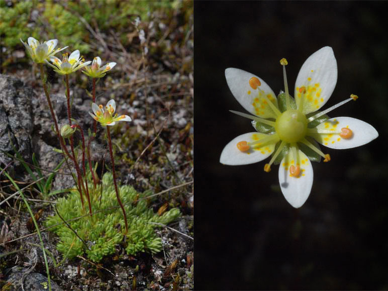 Saxifraga   bryoides   L.