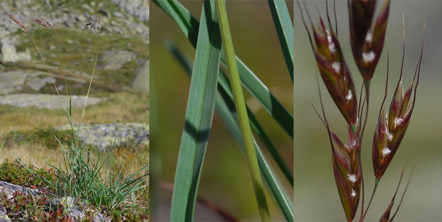 Avenula   versicolor   (Vill.) Laínz