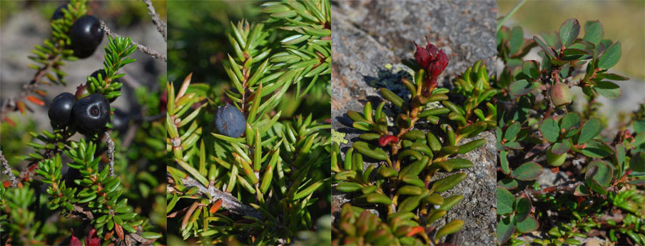 Les plantes des landes acides ventées...<br />Empetrum   nigrum   subsp.   hermaphroditum   (Hagerup) Böcher<br />Juniperus communis subsp. nana (Hook.) Syme <br />Loiseleuria   procumbens   (L.) Desv.<br />Vaccinium   uliginosum   subsp.   microphyllum   (Lange) Tolm.